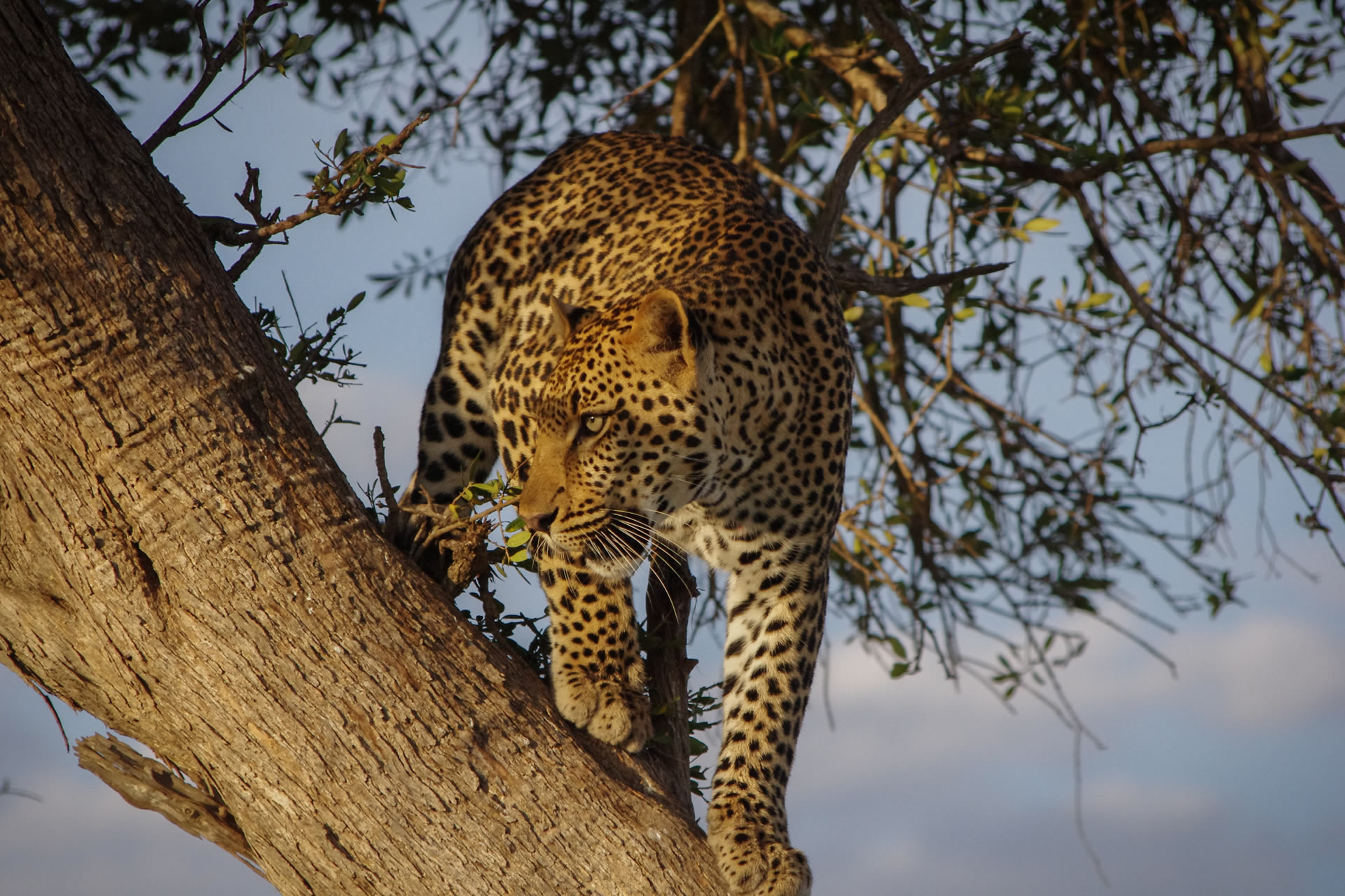 Spotted in Serengeti Safaris